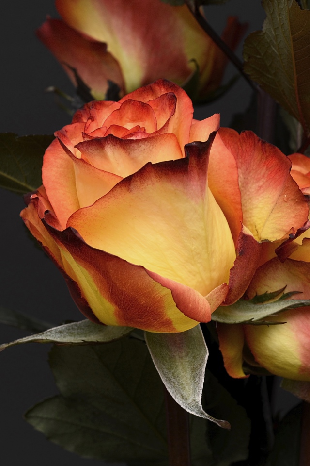 Необычные красивые оранжевые розы