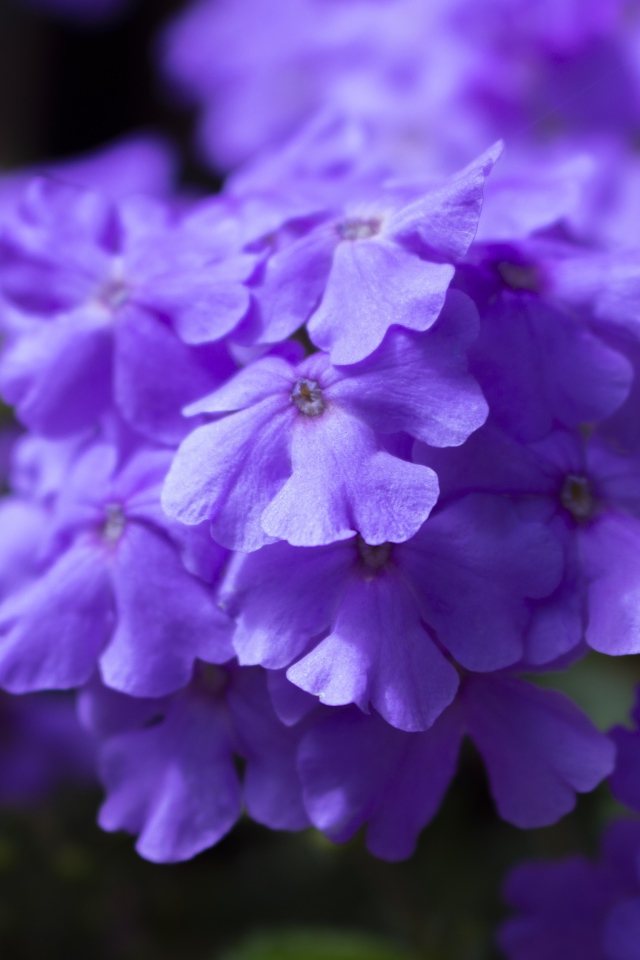 Фиолетовый цветок гортензии крупным планом