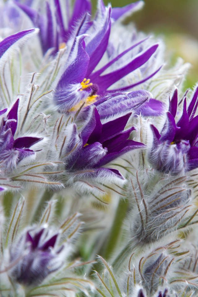 Фиолетовые цветы прострел с бутонами крупным планом