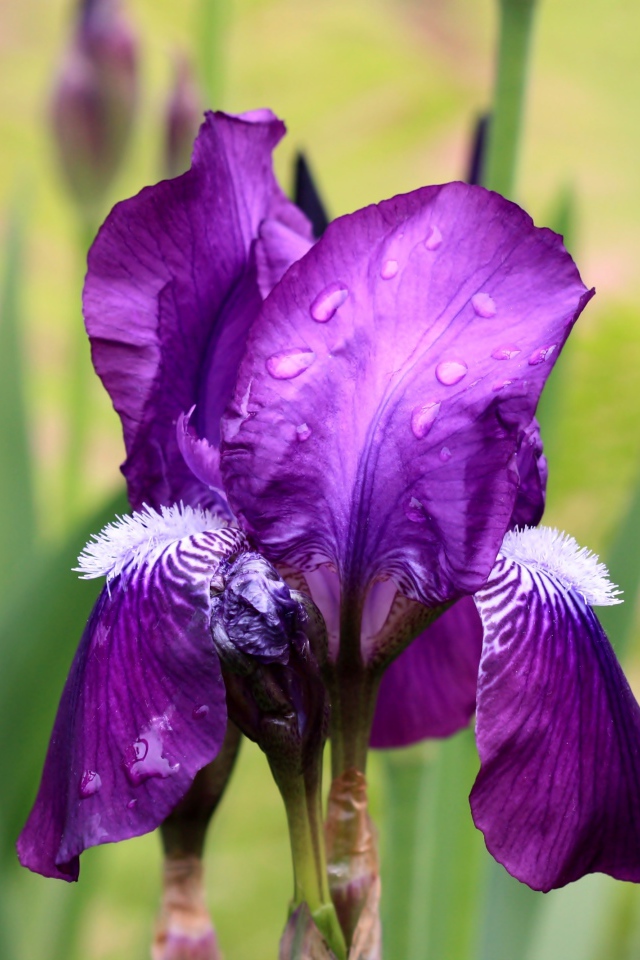 Фиолетовый цветок ириса в каплях дождя крупным планом