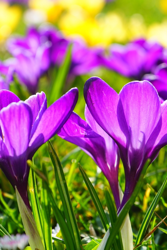 Фиолетовые весенние крокусы в лучах солнца