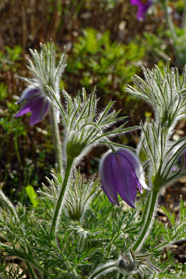 Фиолетовые весенние цветы прострел