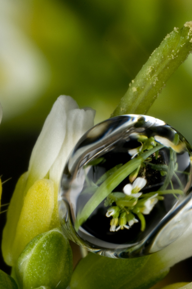 Капля воды на белом цветке крупным планом