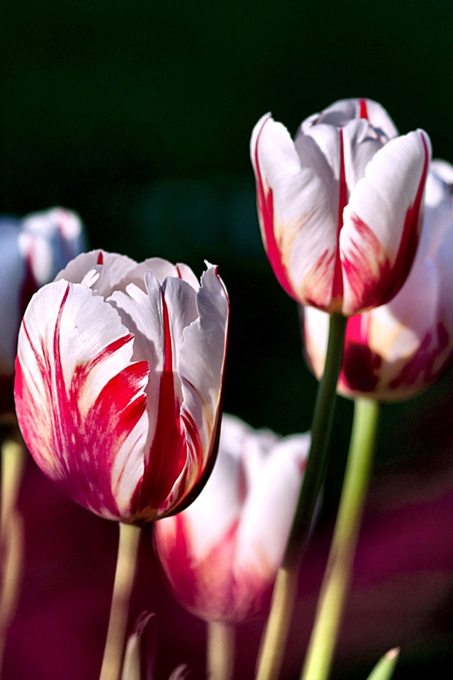 Бело-розовые тюльпаны крупным планом