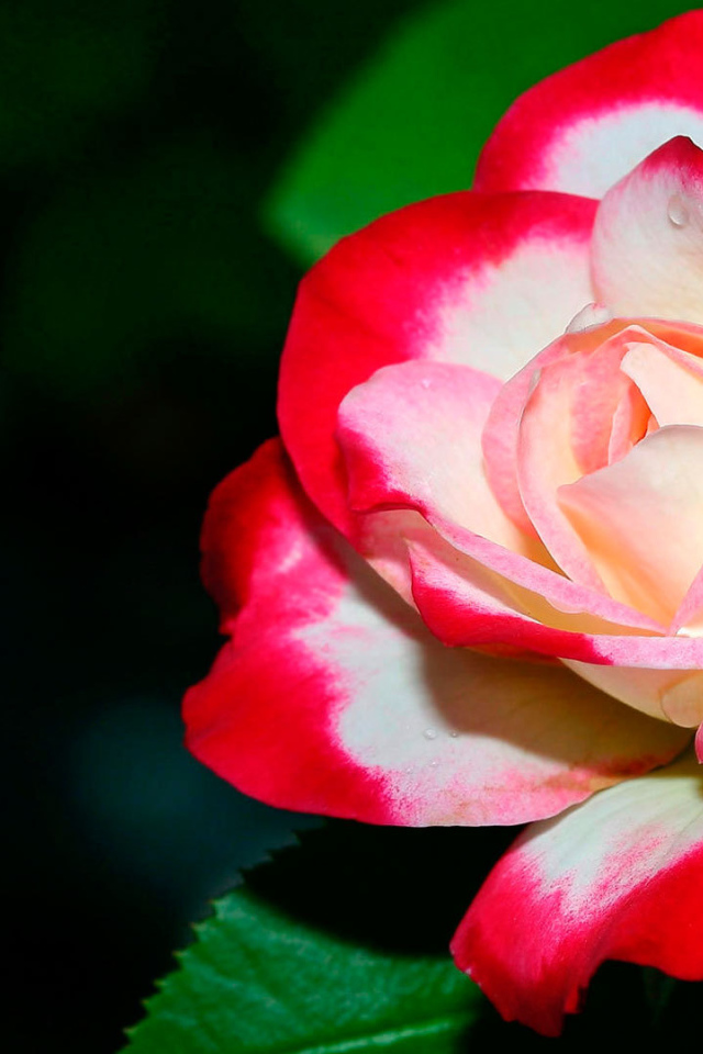 Бело- красная роза крупным планом 