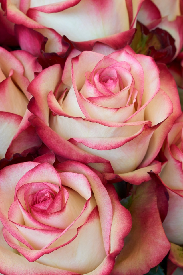 Бело - розовые большие розы крупным планом