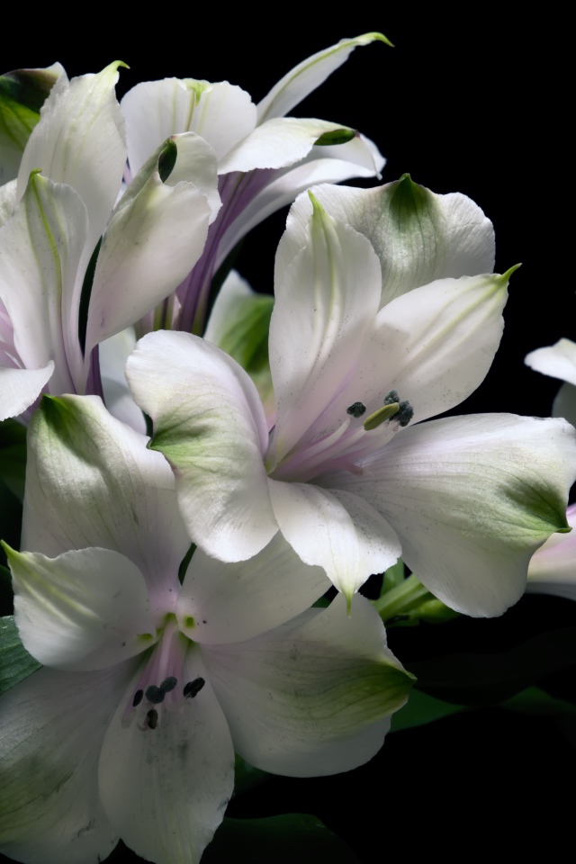Белые цветы альстрёмерия на черном фоне