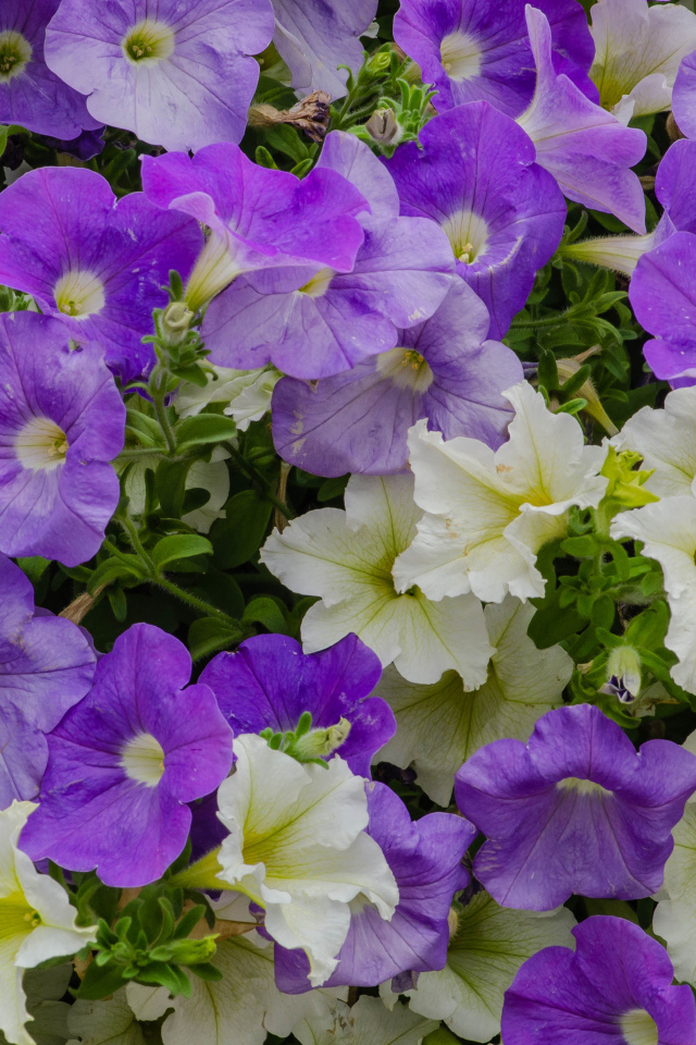 Белые и фиолетовые цветы петунии крупным планом