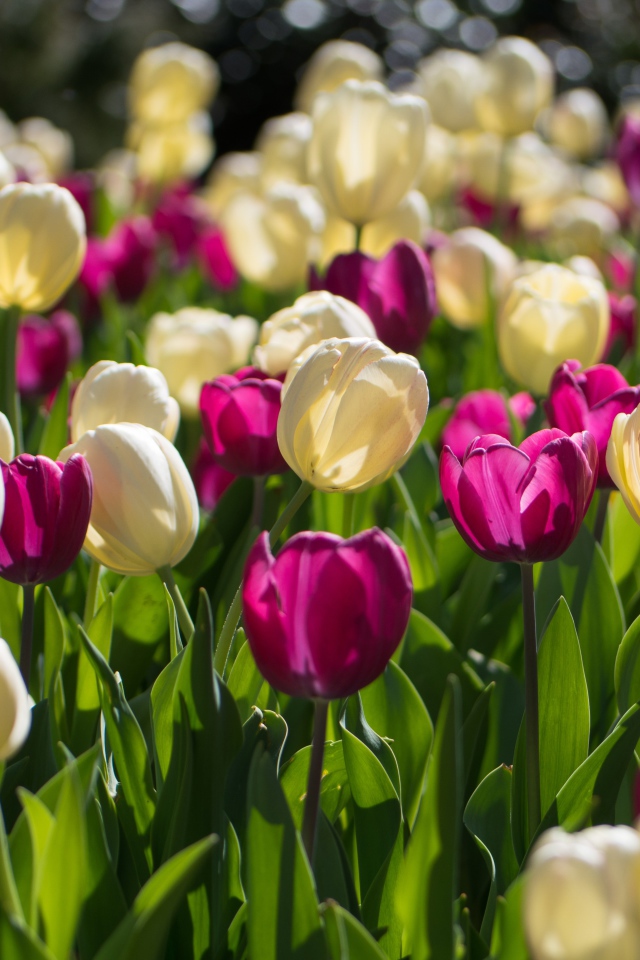 Белые и сиреневые тюльпаны в лучах солнца 