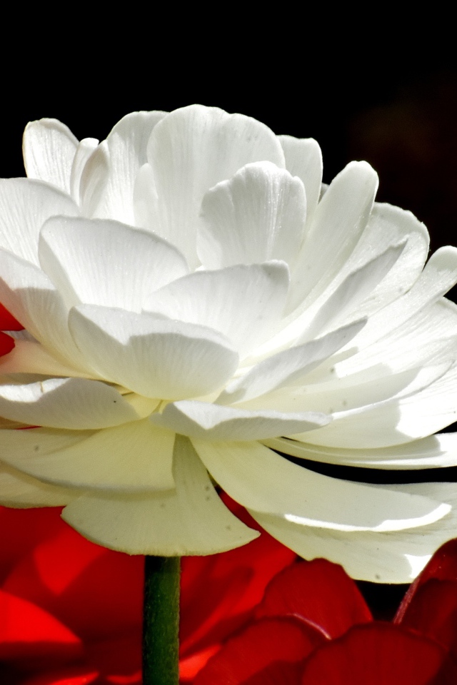 Белые и красные цветы лютика