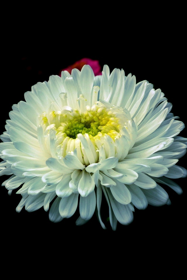 Белый цветок астры на черном фоне