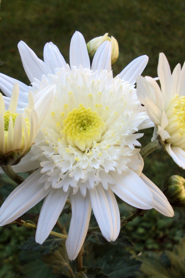 Белые осенние цветы хризантемы с бутонами крупным планом