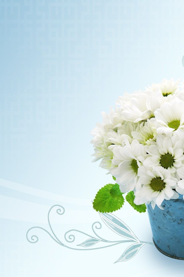 Белые красивые хризантемы на голубом фоне