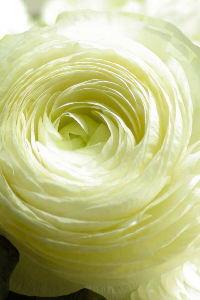 Белый лютик крупным планом