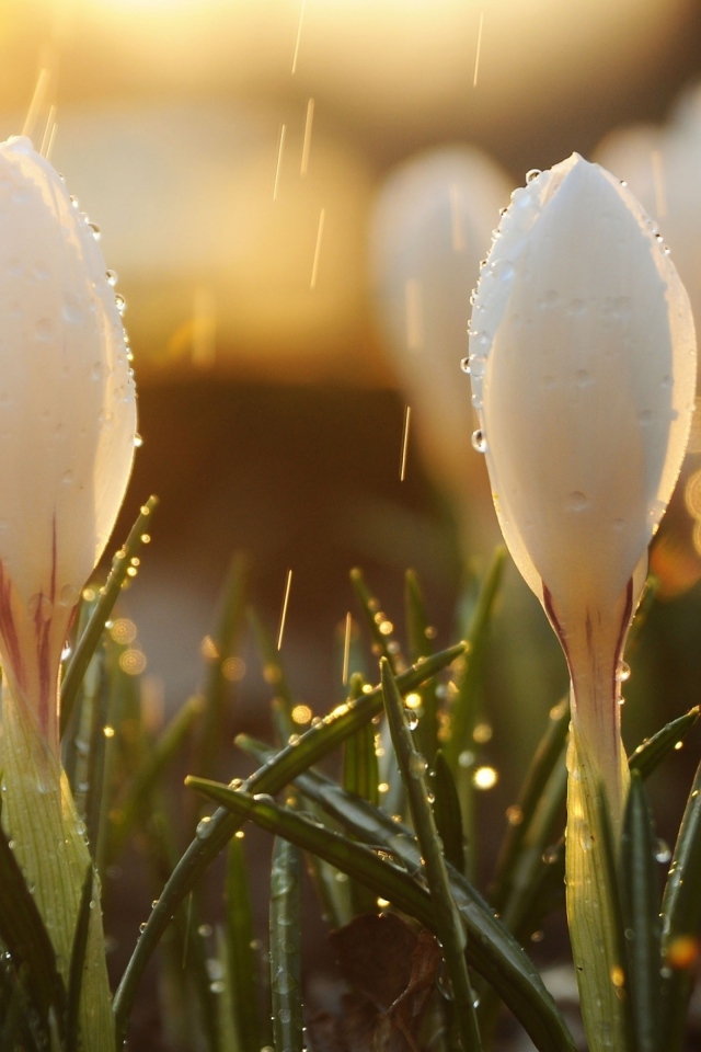 Белые крокусы под весенним дождем