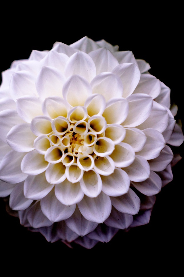 Белый цветок георгины на черном фоне