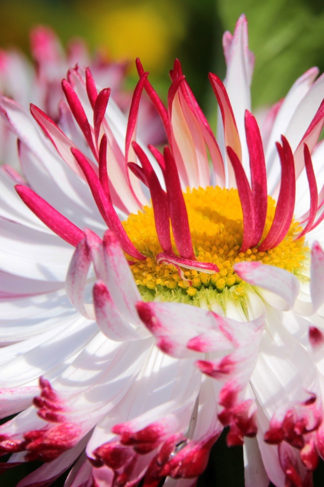 Белые цветы маргаритки с красными лепестками и желтой серединкой