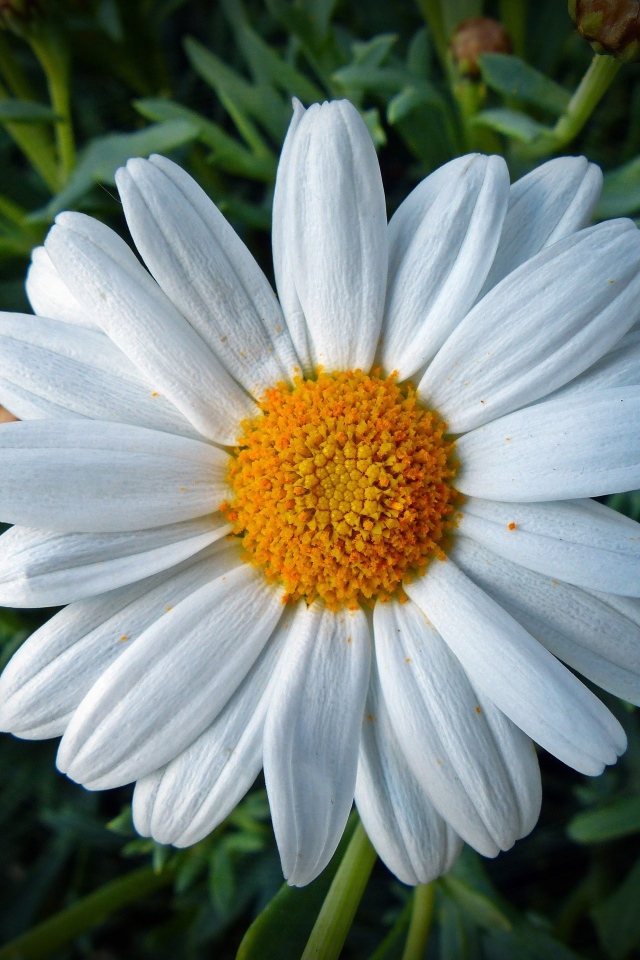 Белая ромашка с желтой серединкой крупным планом