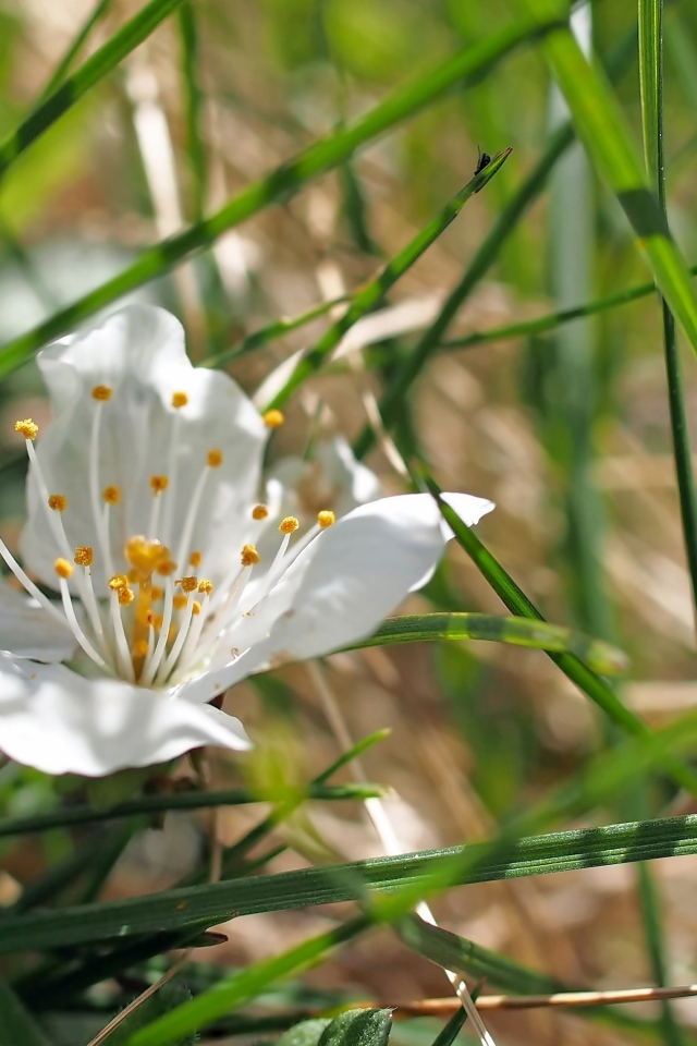 Белый нежный цветок в зеленой траве