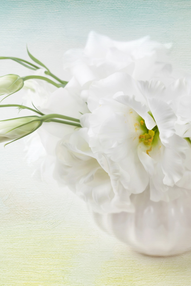 Белый цветок эустома с бутонами 