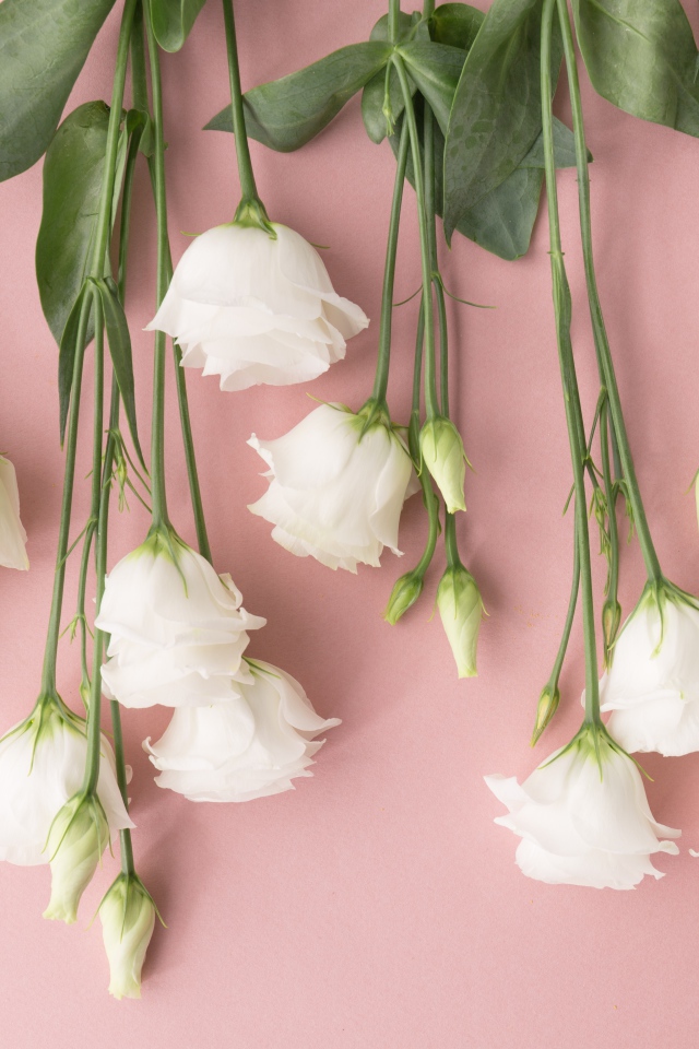 Белые цветы эустома на розовом фоне