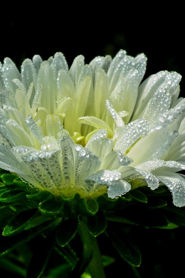 Белый цветок астры в каплях розы на черном фоне