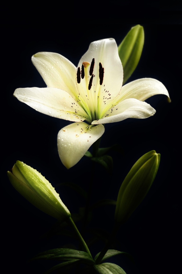 Белая лилия с бутонами на черном фоне