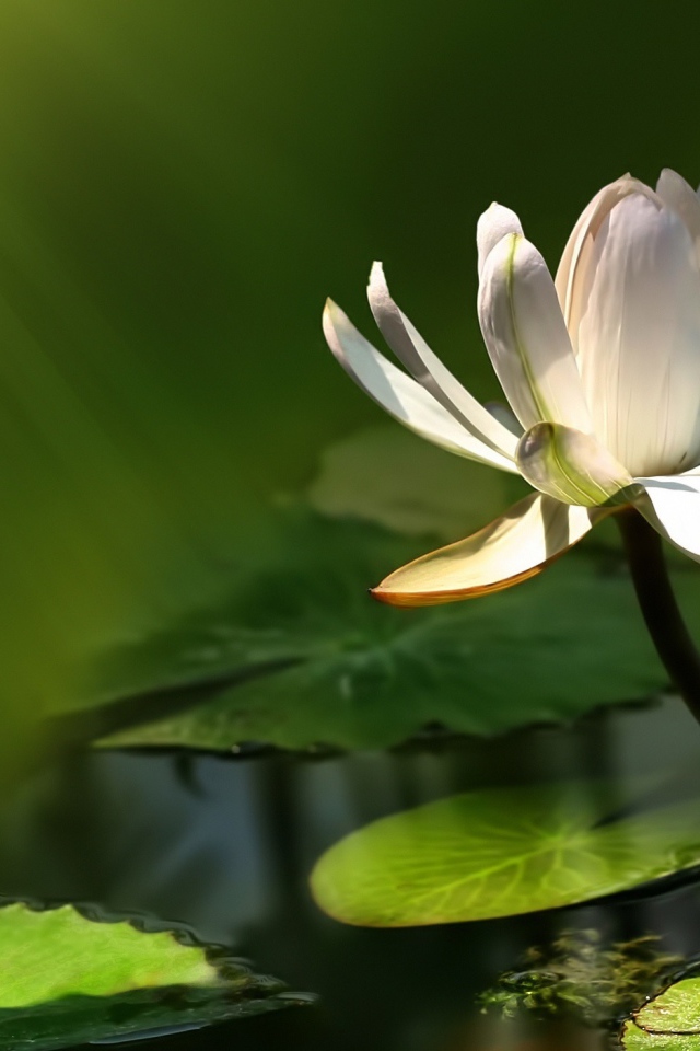 Белый цветок лотоса в воде в лучах солнца
