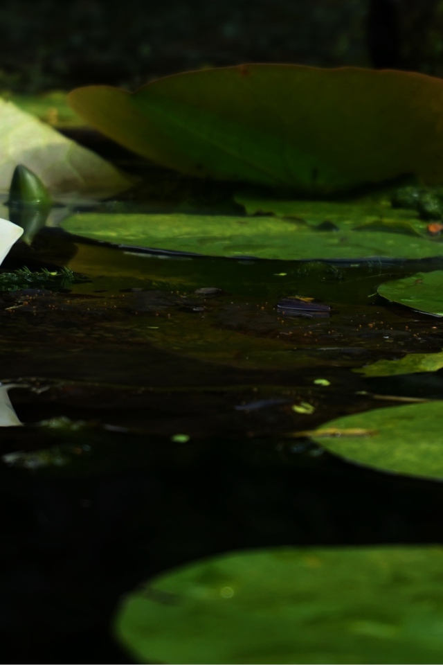 Белый цветок лотоса в воде с зелеными листьями