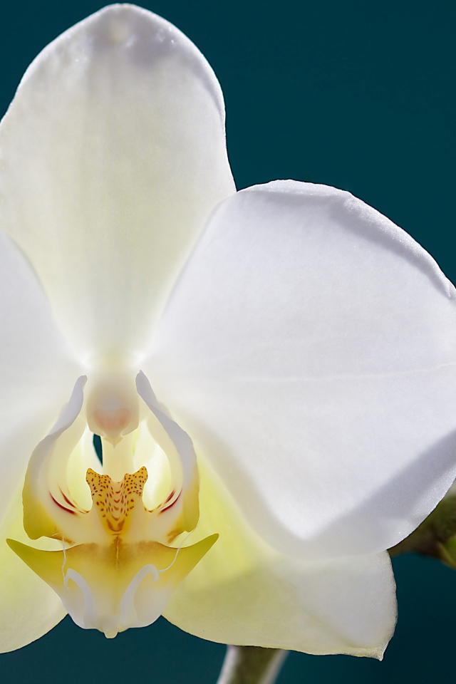 Белая орхидея с бутонами крупным планом