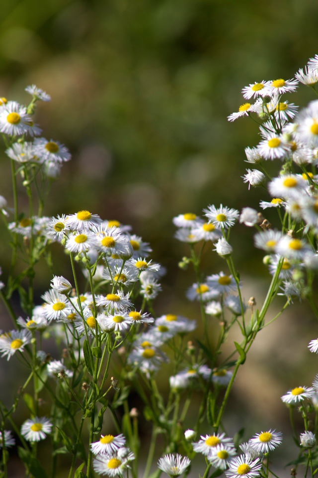 Белые мелкие ромашки крупным планом