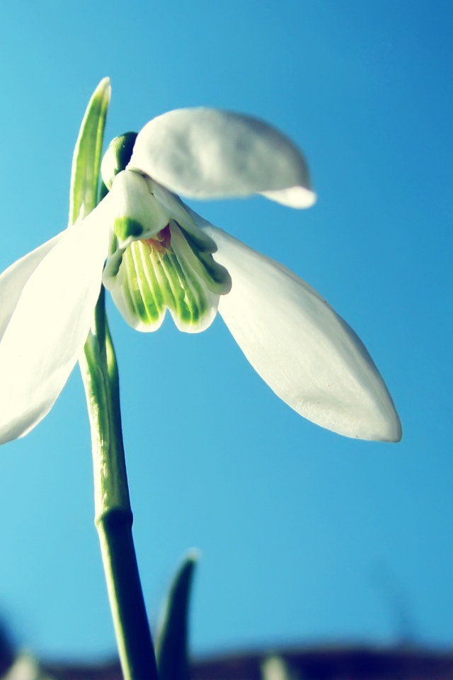Белый подснежник на фоне голубого неба