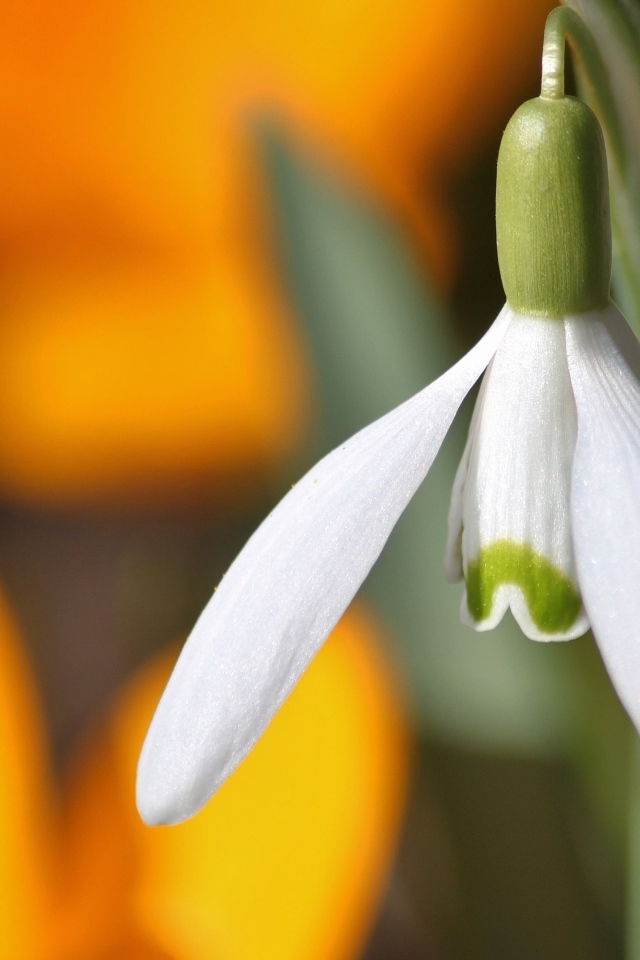 Белый весенний подснежник крупным планом