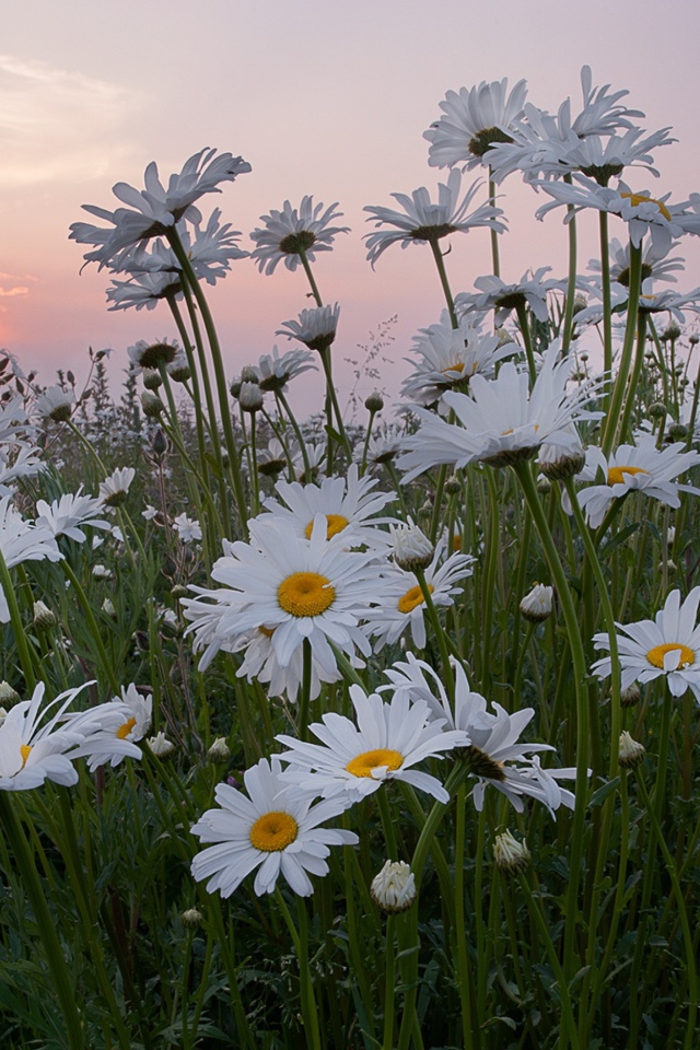 Белые летние ромашки на фоне восходящего солнца