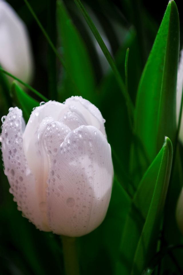 Белые тюльпаны в каплях розы 