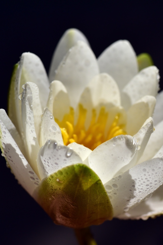 Белая водяная лилия в каплях воды на синем фоне