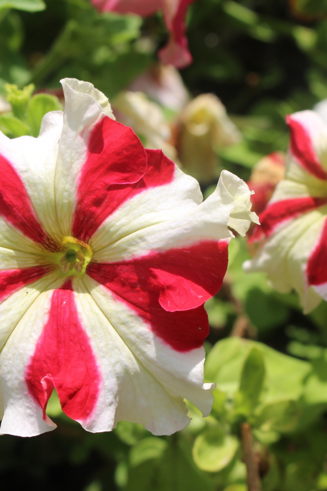 Белые с красными линиями цветы петунии 