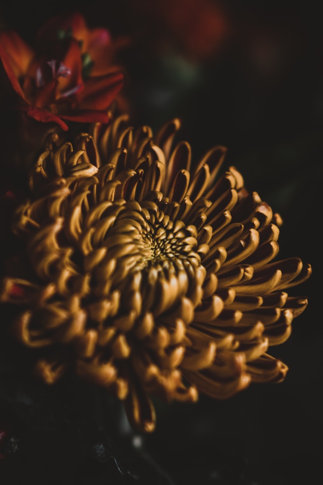 Желтый цветок хризантемы крупным планом 