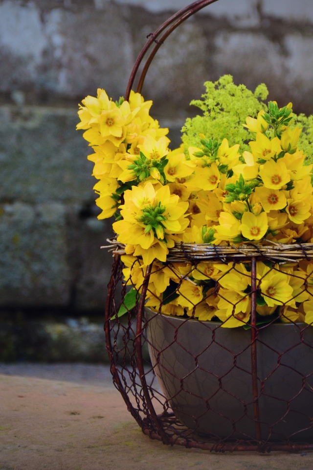 Желтые цветы вербейник в железной корзине