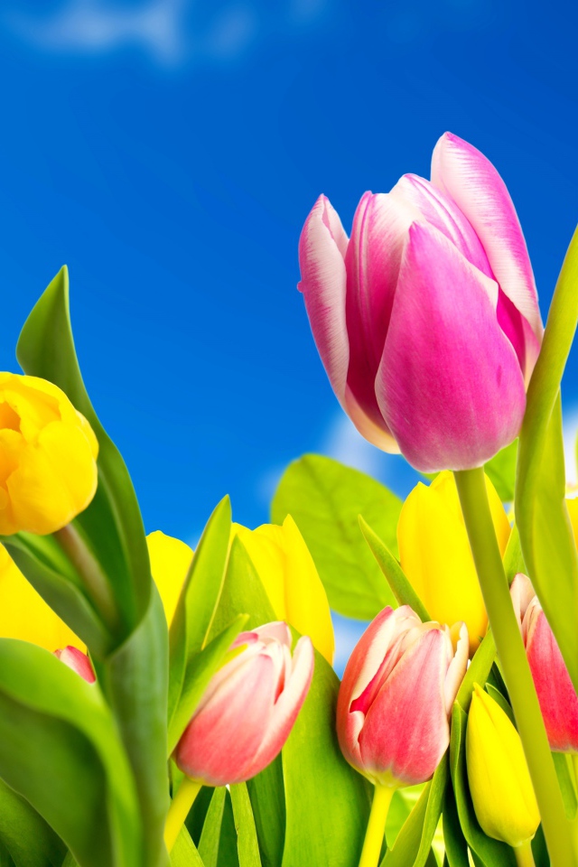 Желтые и розовые тюльпаны на фоне голубого неба 