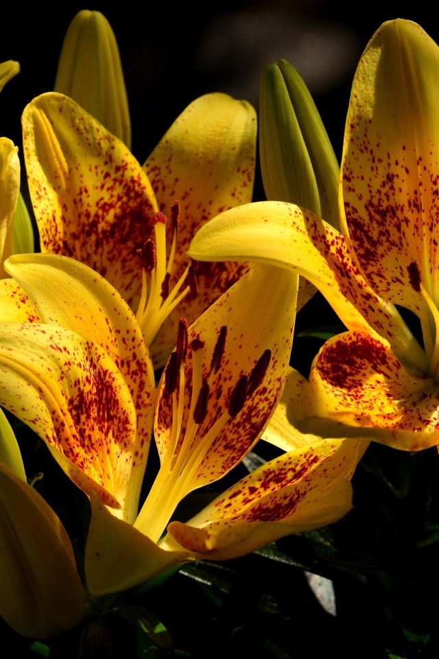 Желтые красивые тигровые лилии на клумбе крупным планом