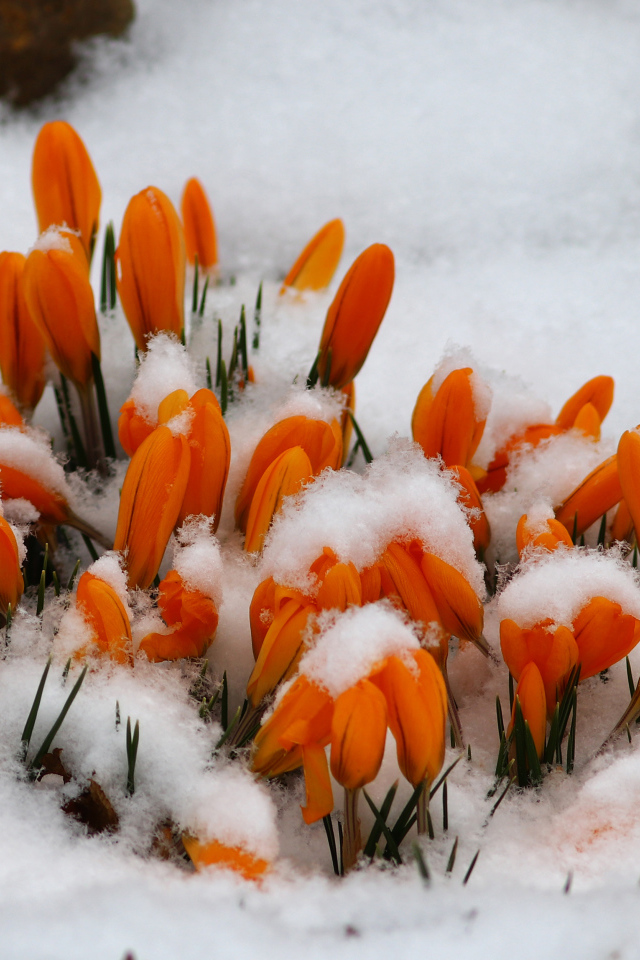 Желтые крокусы в снегу 