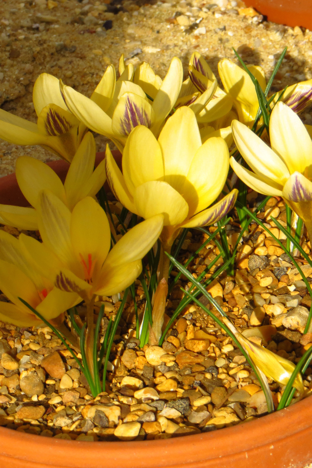 Желтые крокусы на декоративной клумбе