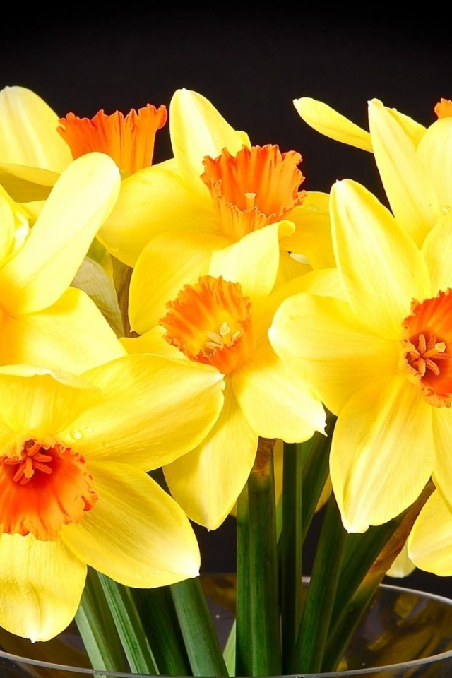 Желтые нарциссы в вазе на черном фоне