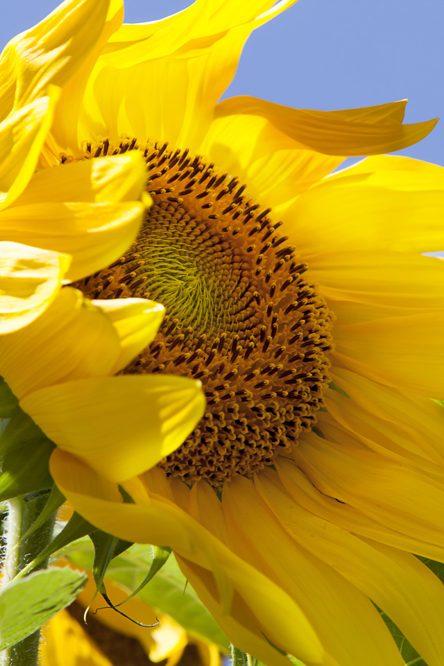 Желтый цветок подсолнуха на фоне голубого неба 