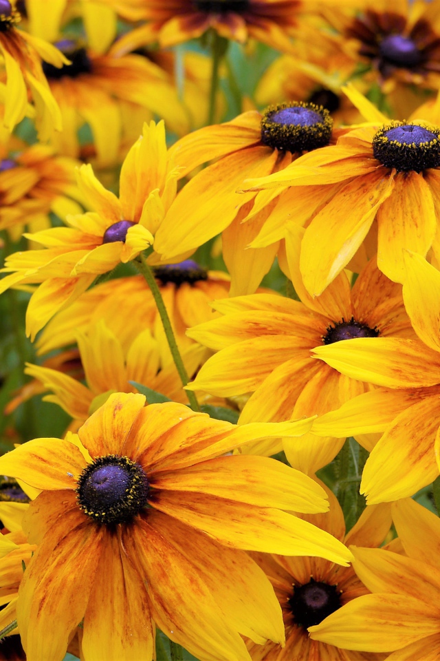 Желтые цветы рудбекии крупным планом