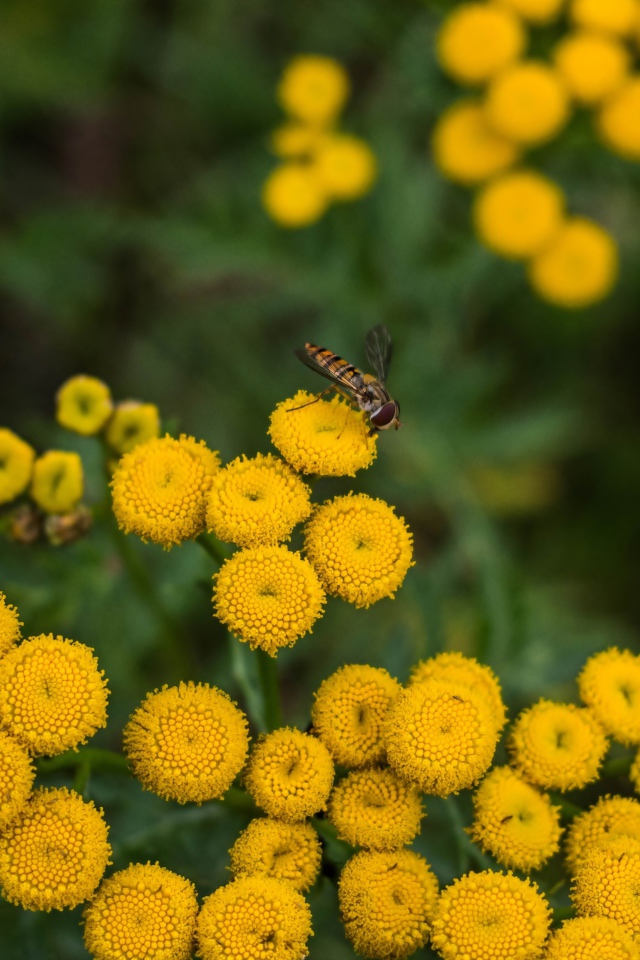 Желтые цветы пижмы крупным планом