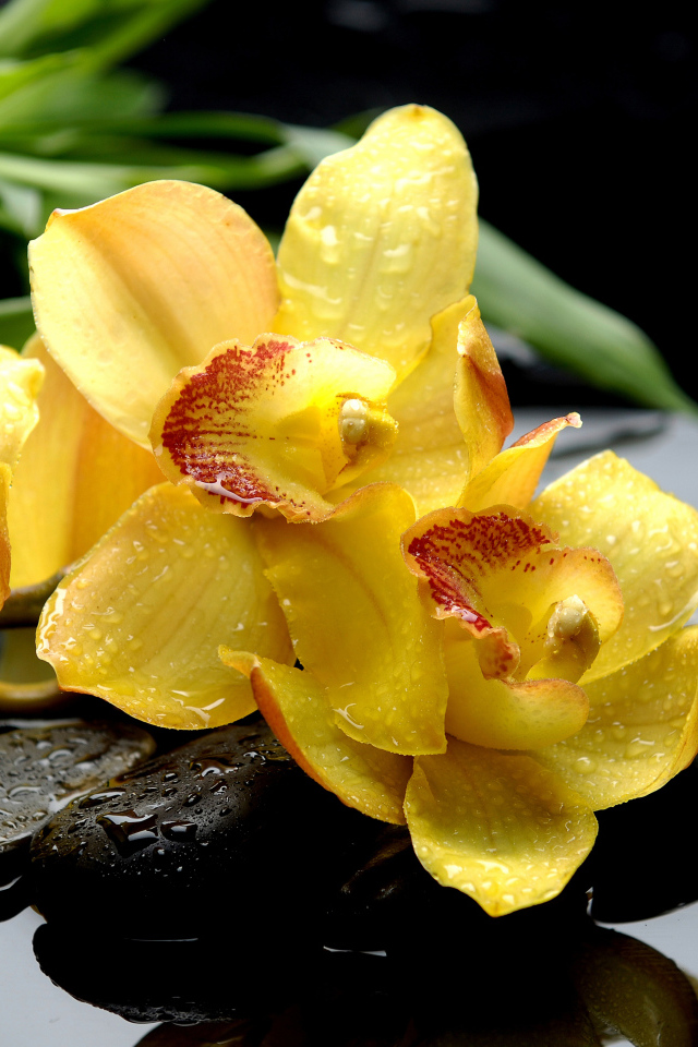 Yellow orchid flowers lie on a stone in the water