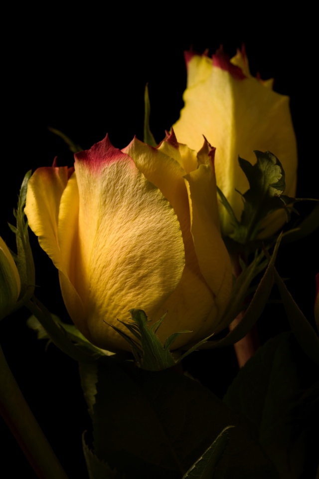 Желтые розы на черном фоне