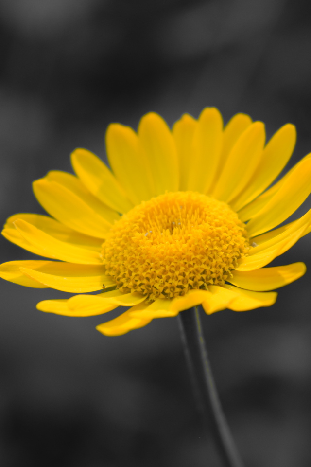 Желтый маленький цветок на сером фоне